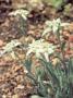 Seminte profesionale  Leontopodium alpinum - Floare de Colt - imagine 49502